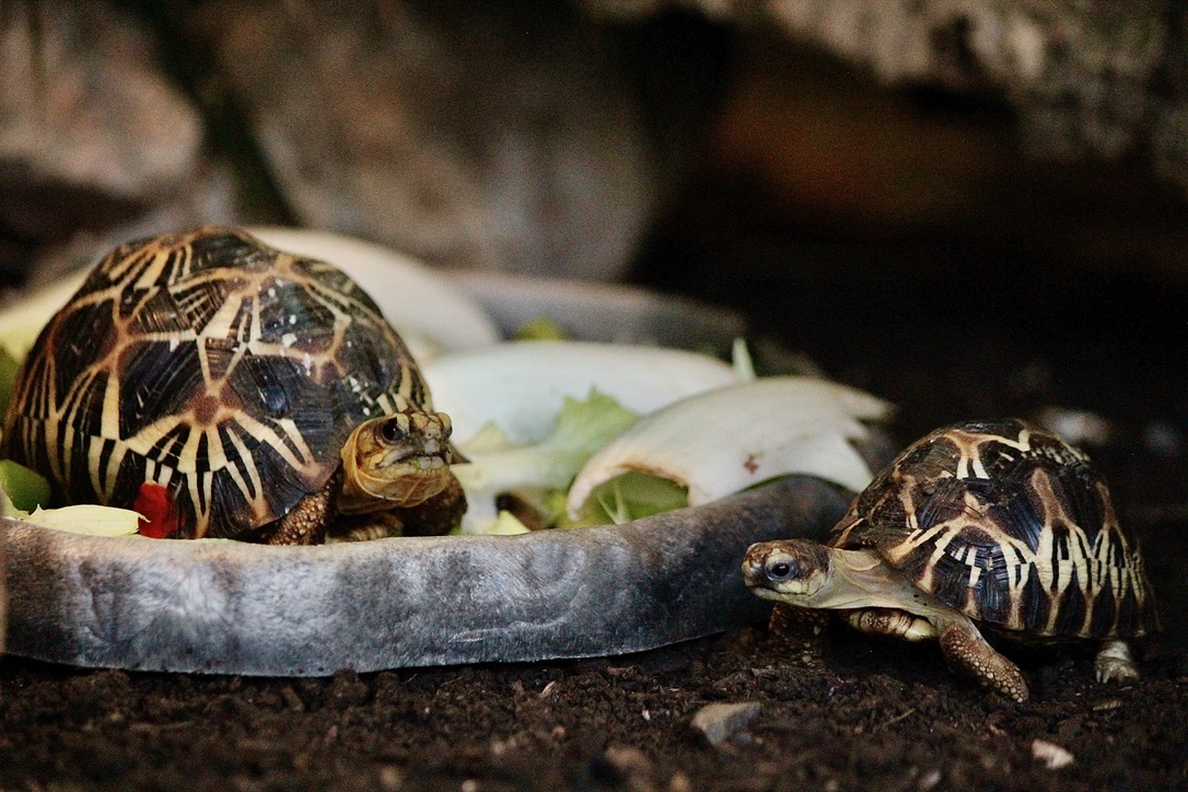  A Cupulatta