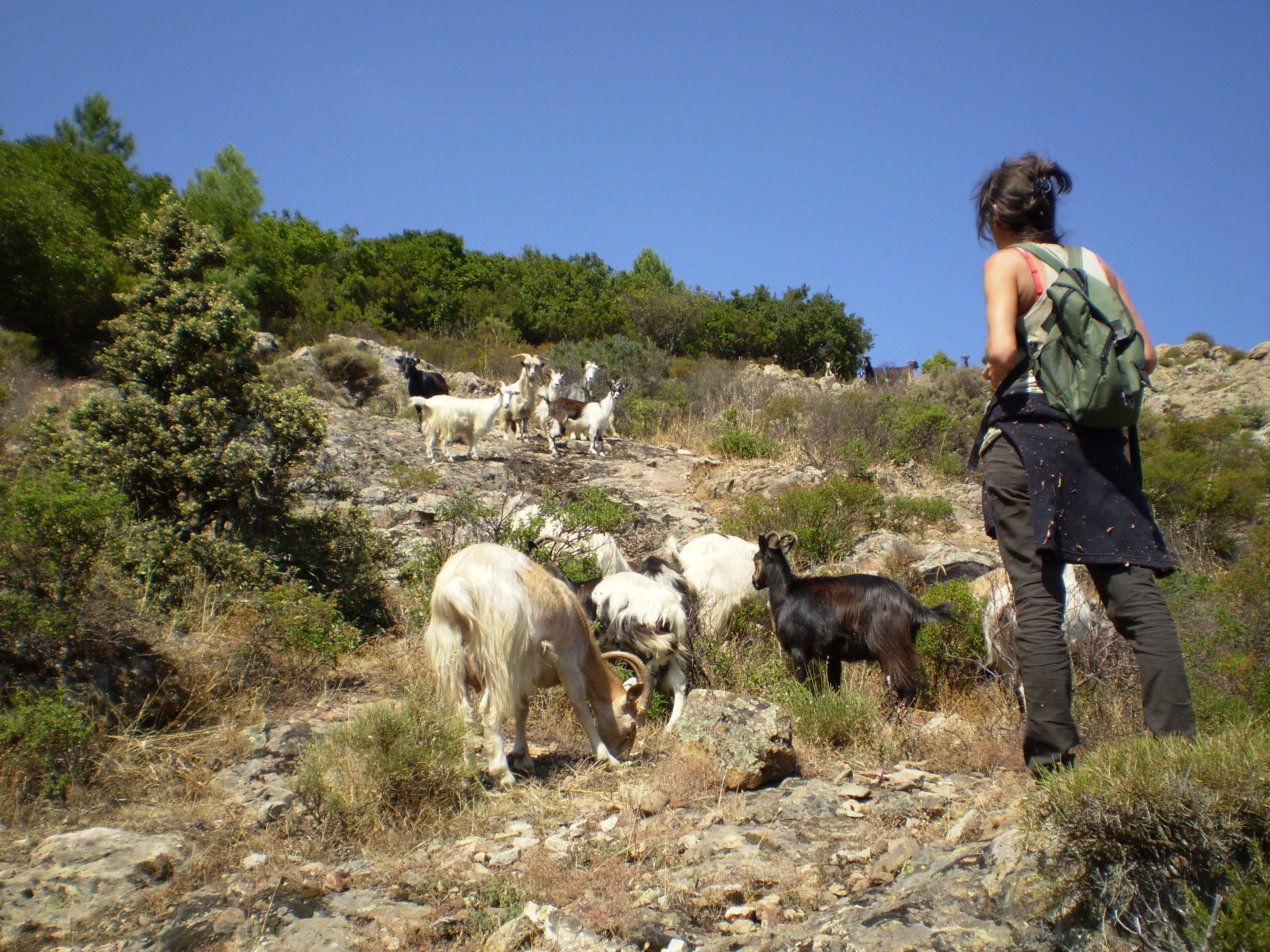  bergerie frassigna bonifato corse
