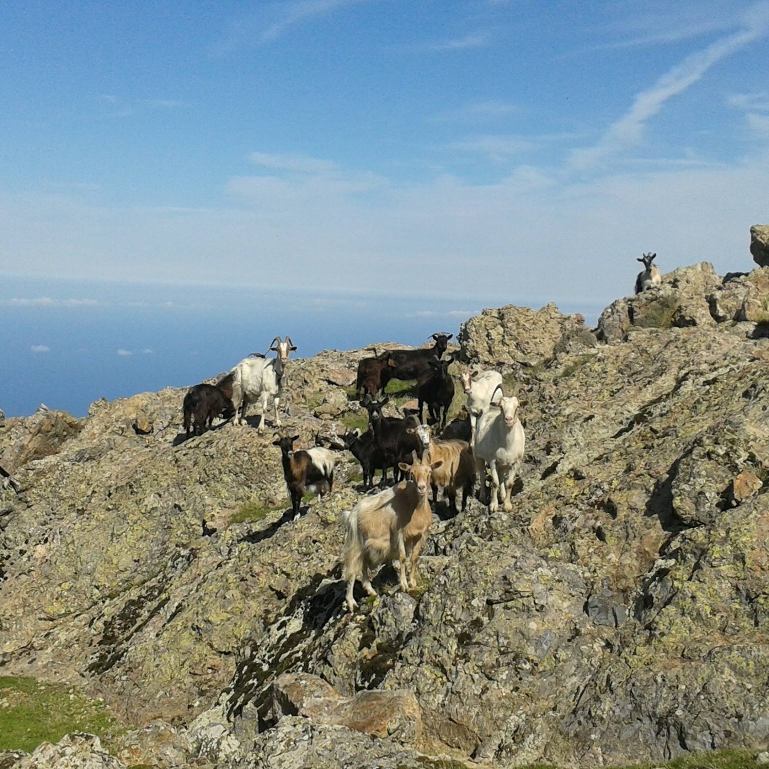  bergerie frassigna bonifato corse