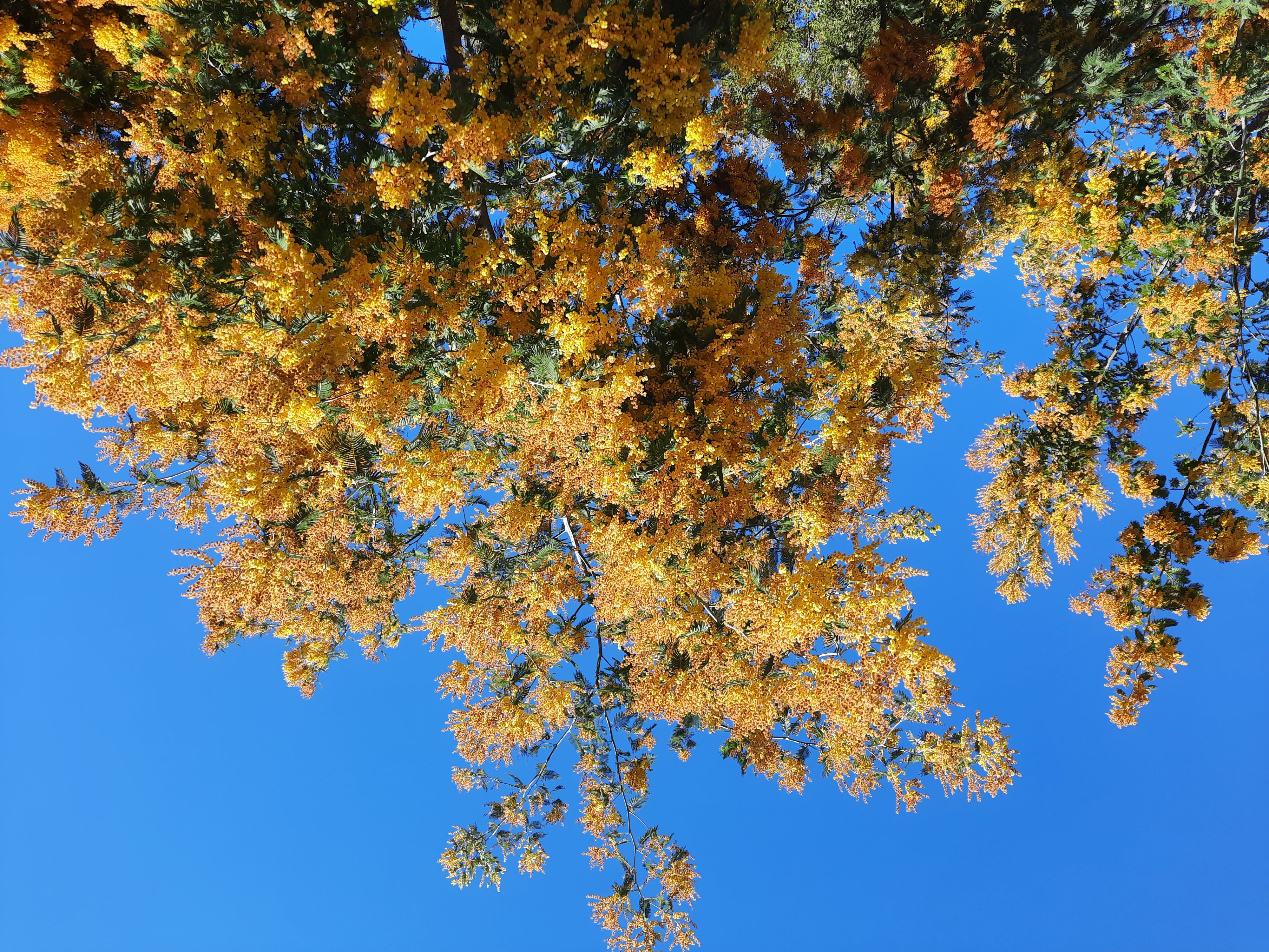  MIMOSA