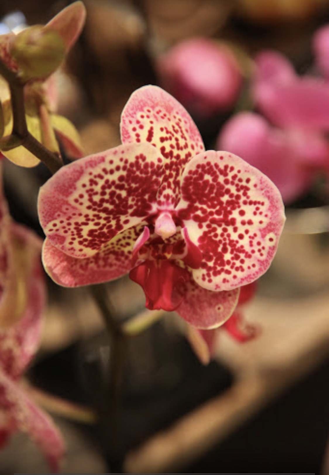  Françou Fleurs
