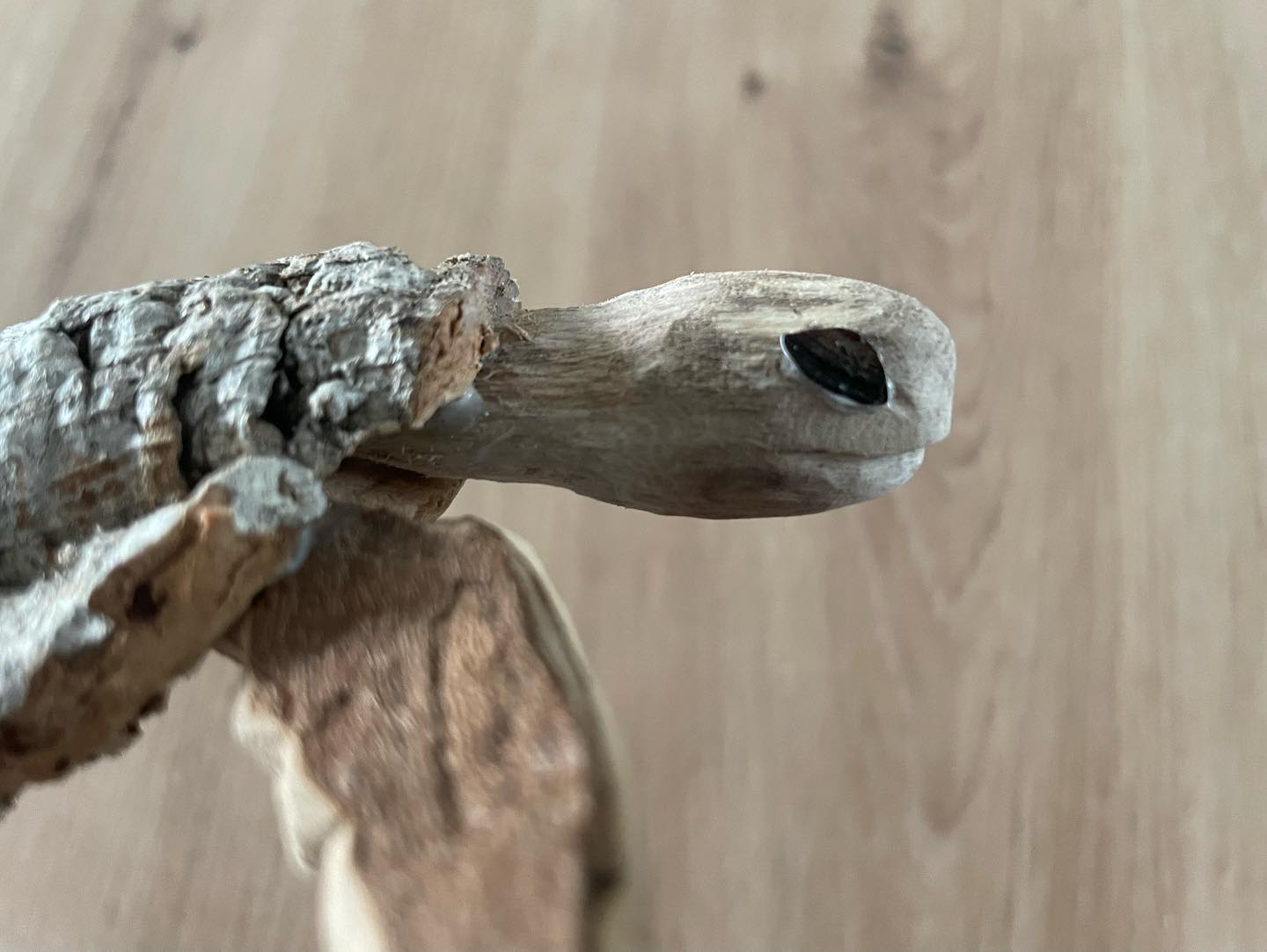  lucha creation tortue2