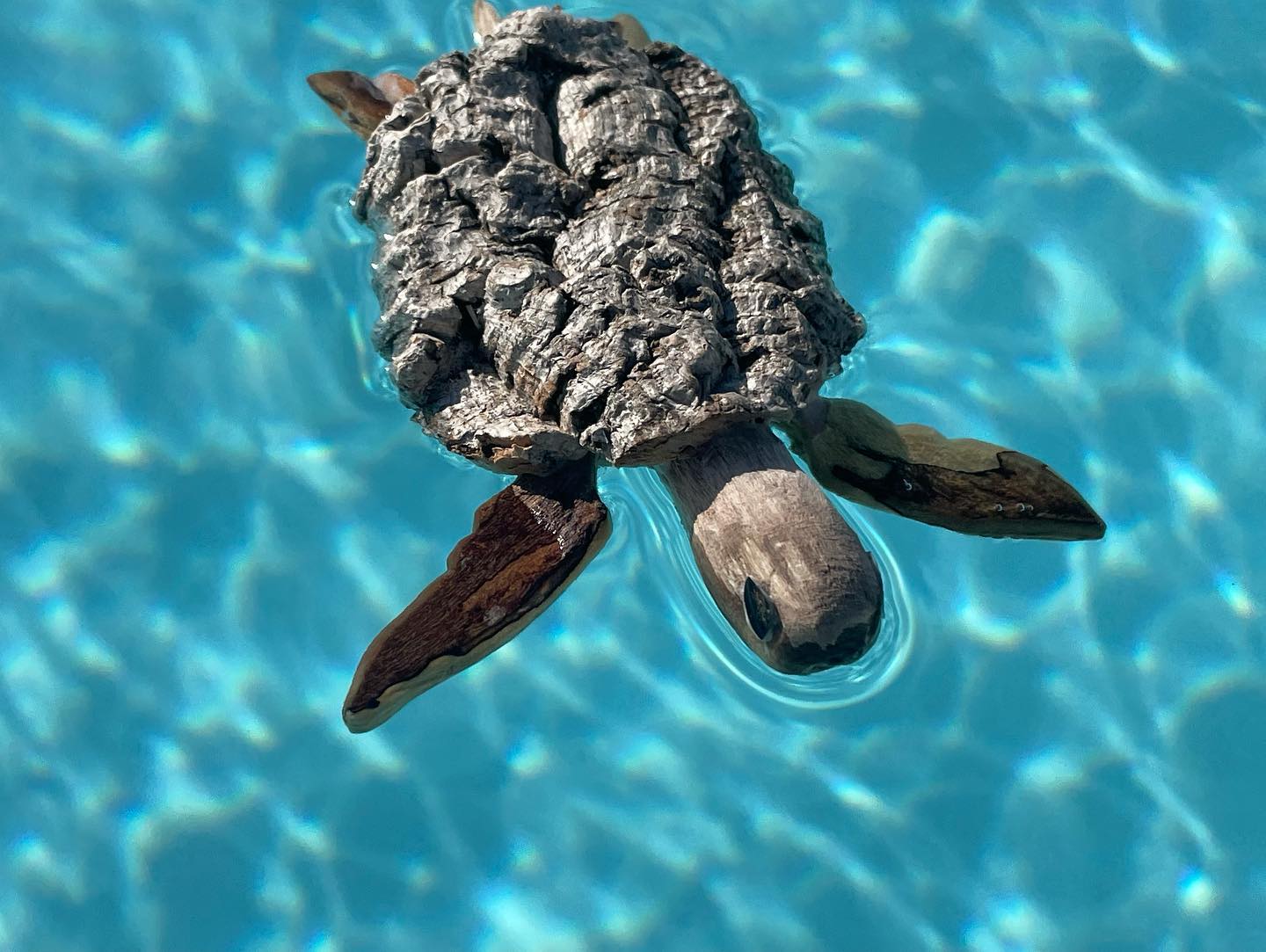  lucha creation tortue