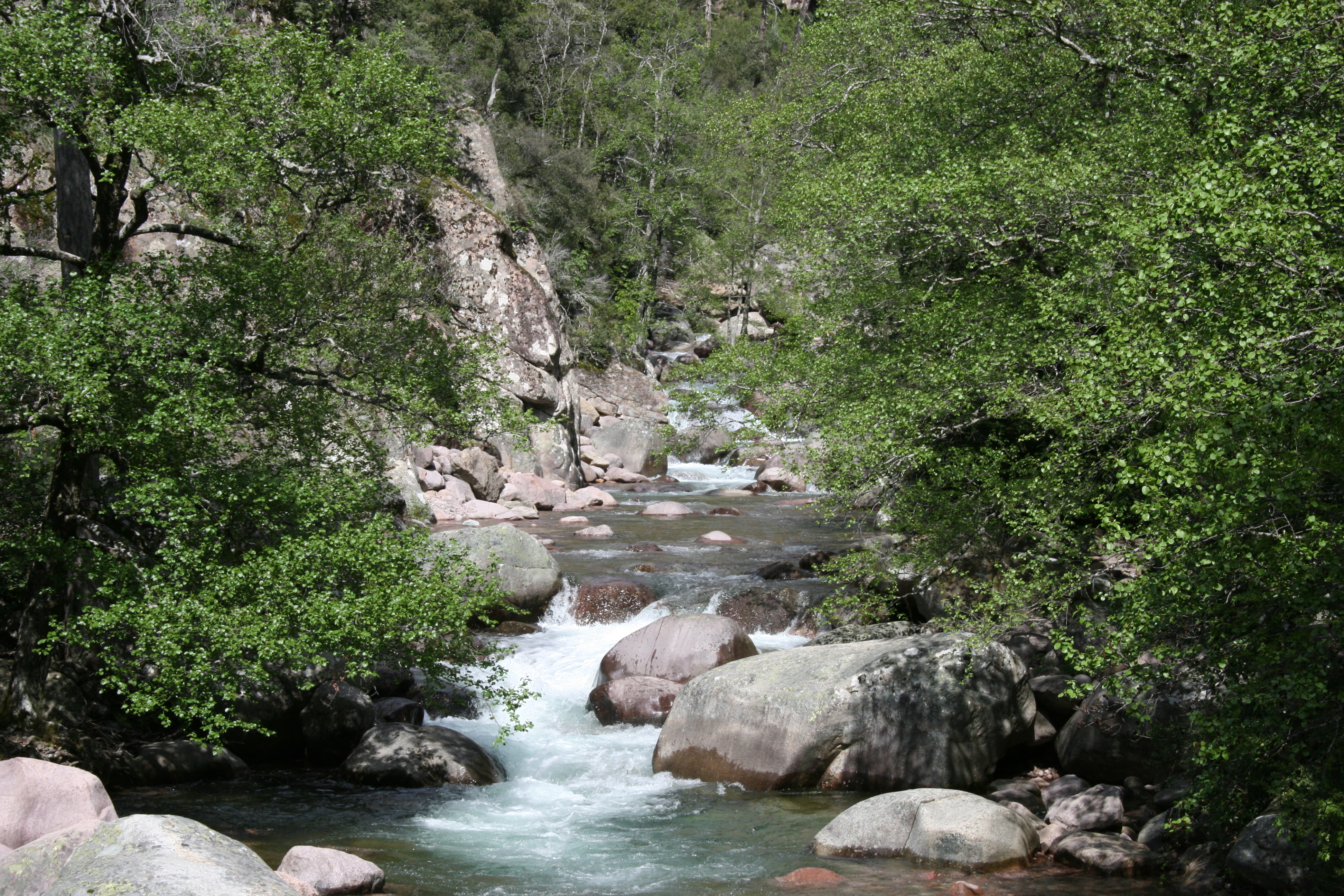  forêt et rivière en Balagne