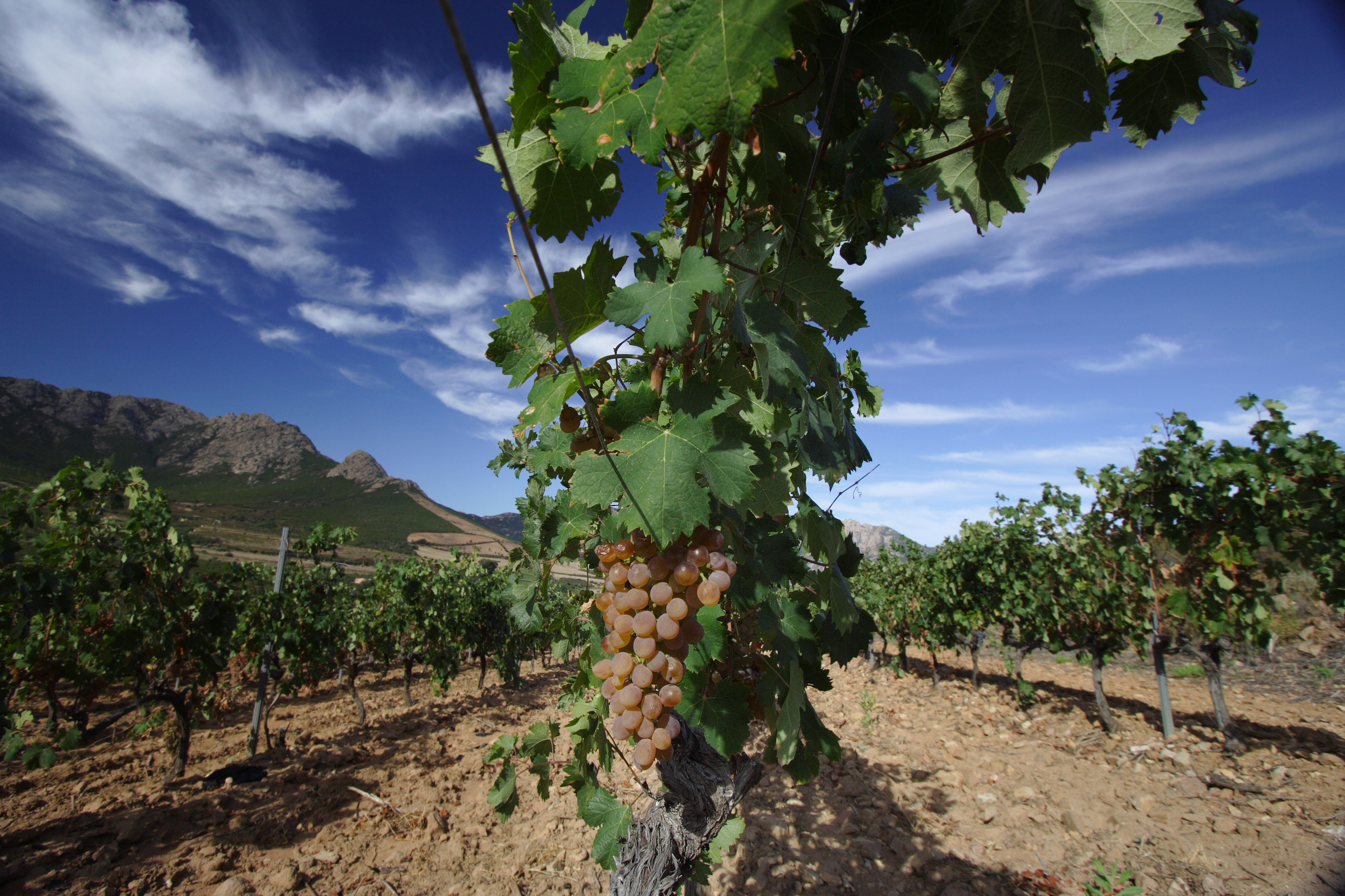  domaine viticole en Balagne