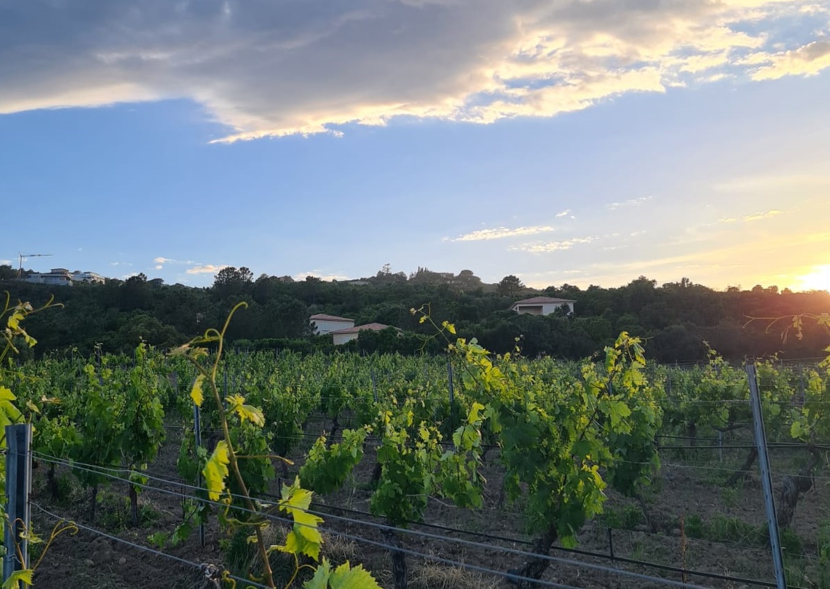  DOMAINE LA SOLENZARA