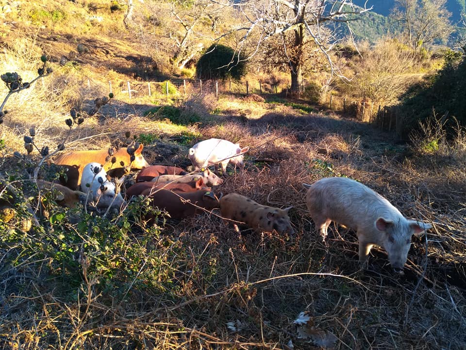  51574586_1123053751190128_2514140827056340992_n