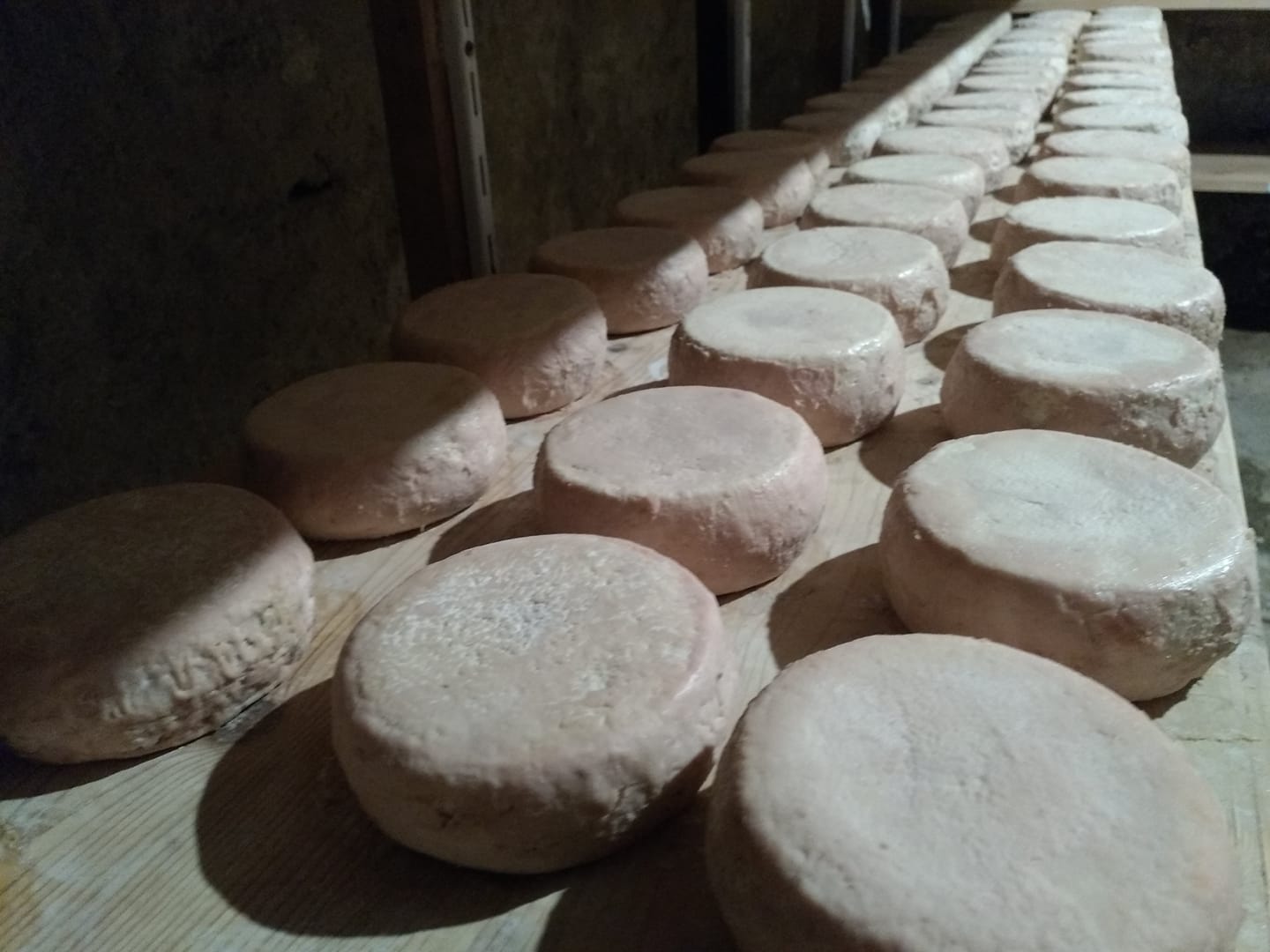  60355434_1189090721253097_2758208721677975552_n