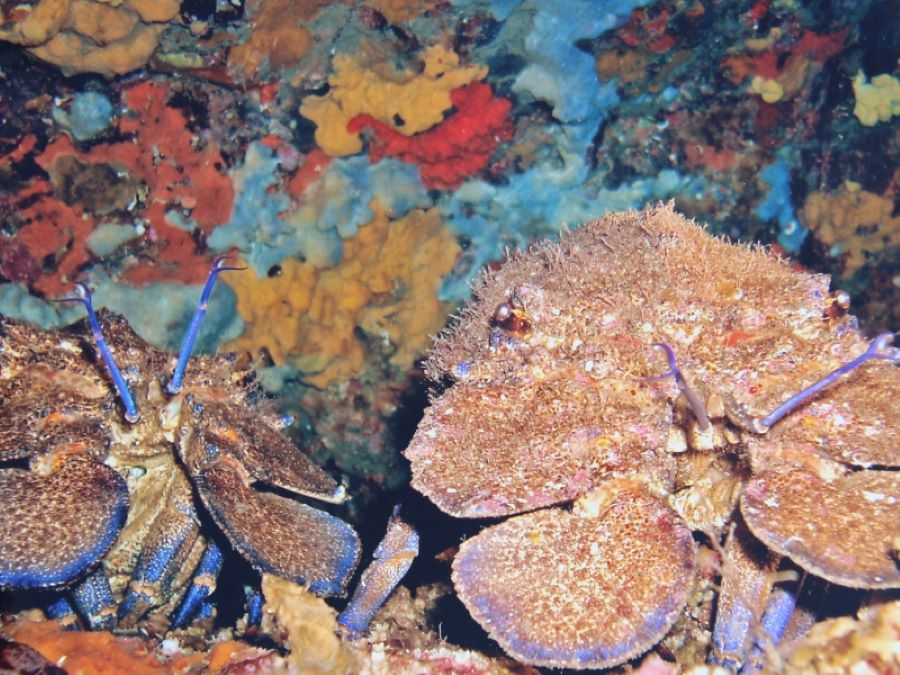  A-MADREPERLA-PLONGEE-SOUS-MARINE-COTE-ORIENTALE-ORIENTE-SUB-POISSONS-27