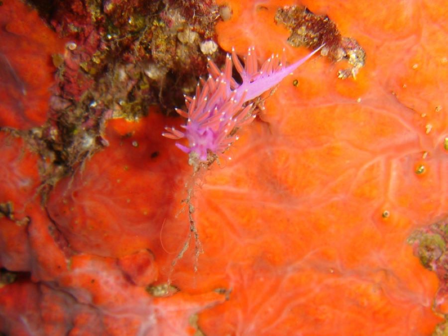  A-MADREPERLA-PLONGEE-SOUS-MARINE-COTE-ORIENTALE-ORIENTE-SUB-POISSONS-32