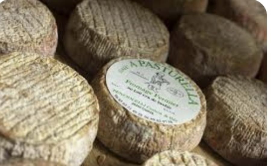  A-Pasturella-