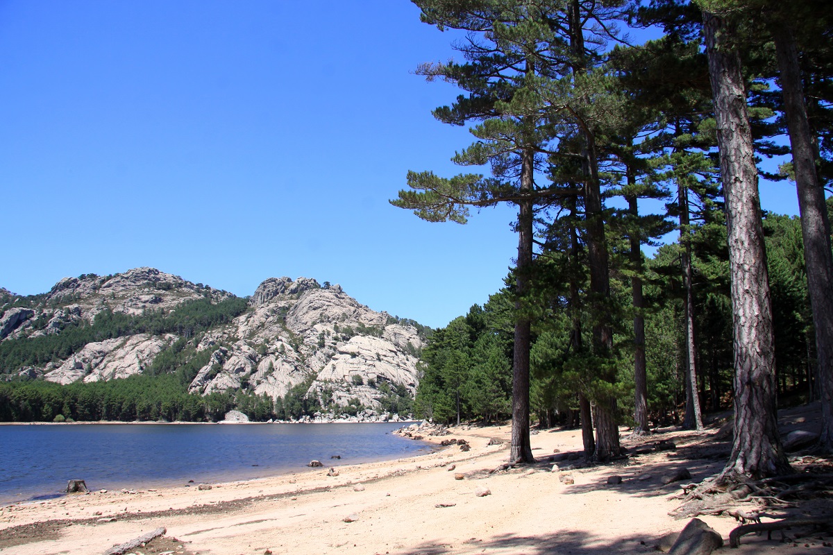 FORET DE LOSPEDALE | The corsican official tourist website