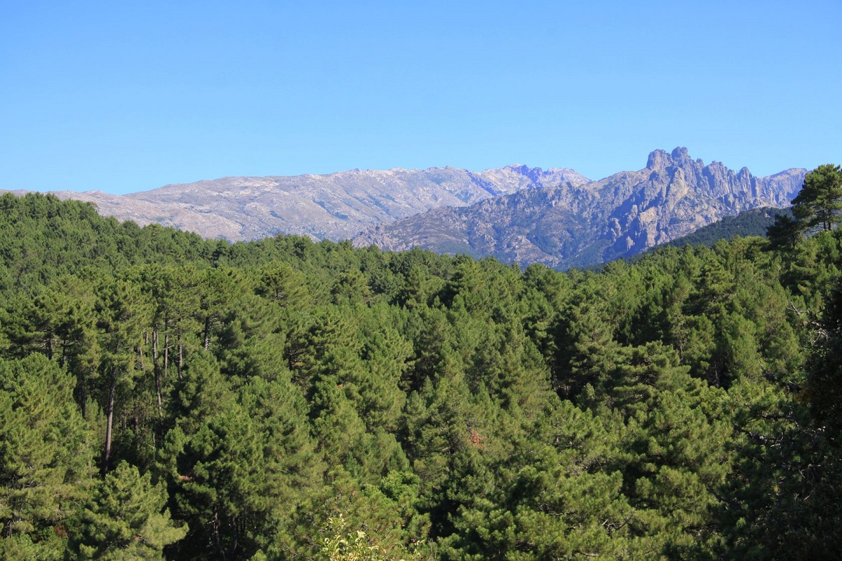  foret alta rocca1