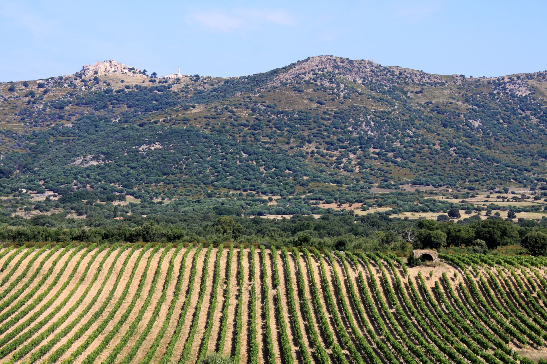  VIGNES SAN ANTONINU