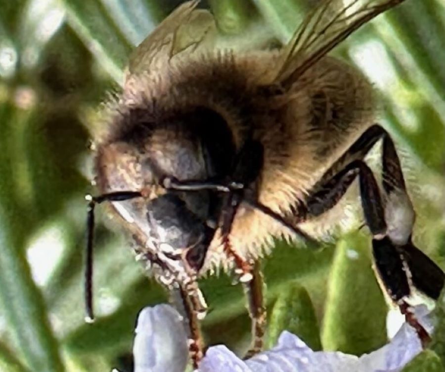  Abeille
