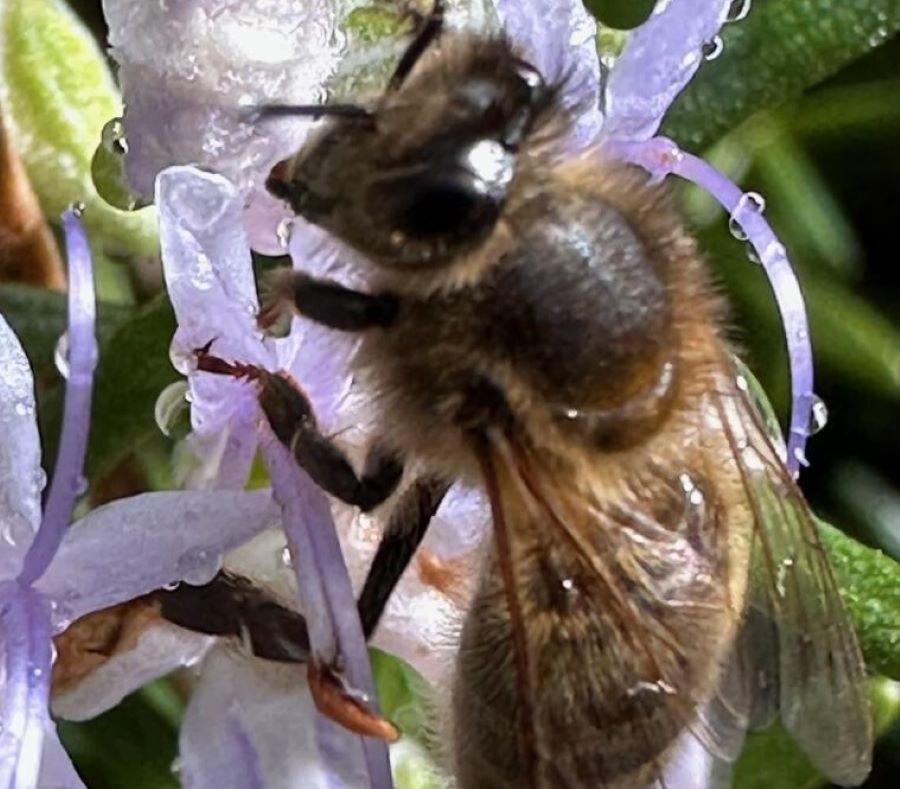  Abeille-4