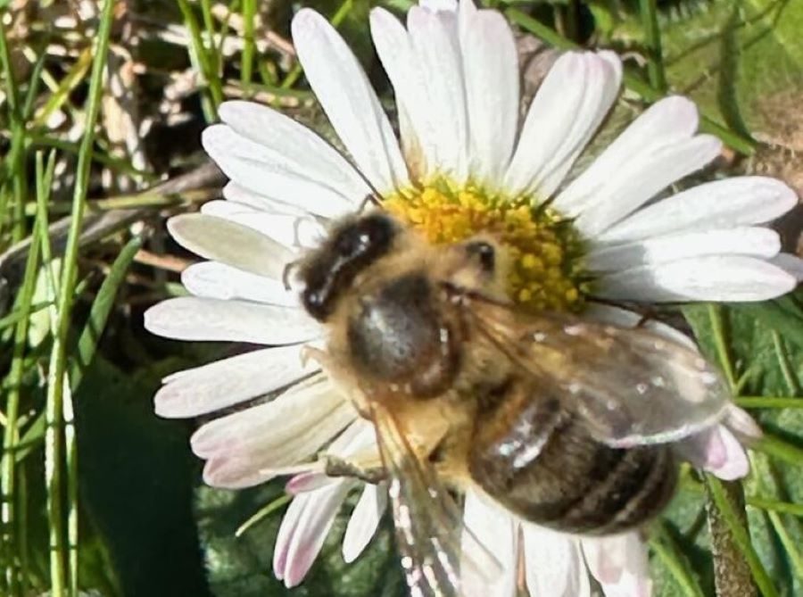  Abeille-7