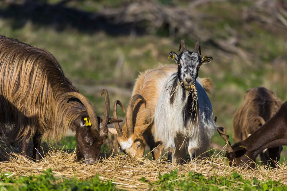  Bartoli Frederic jcattard 02