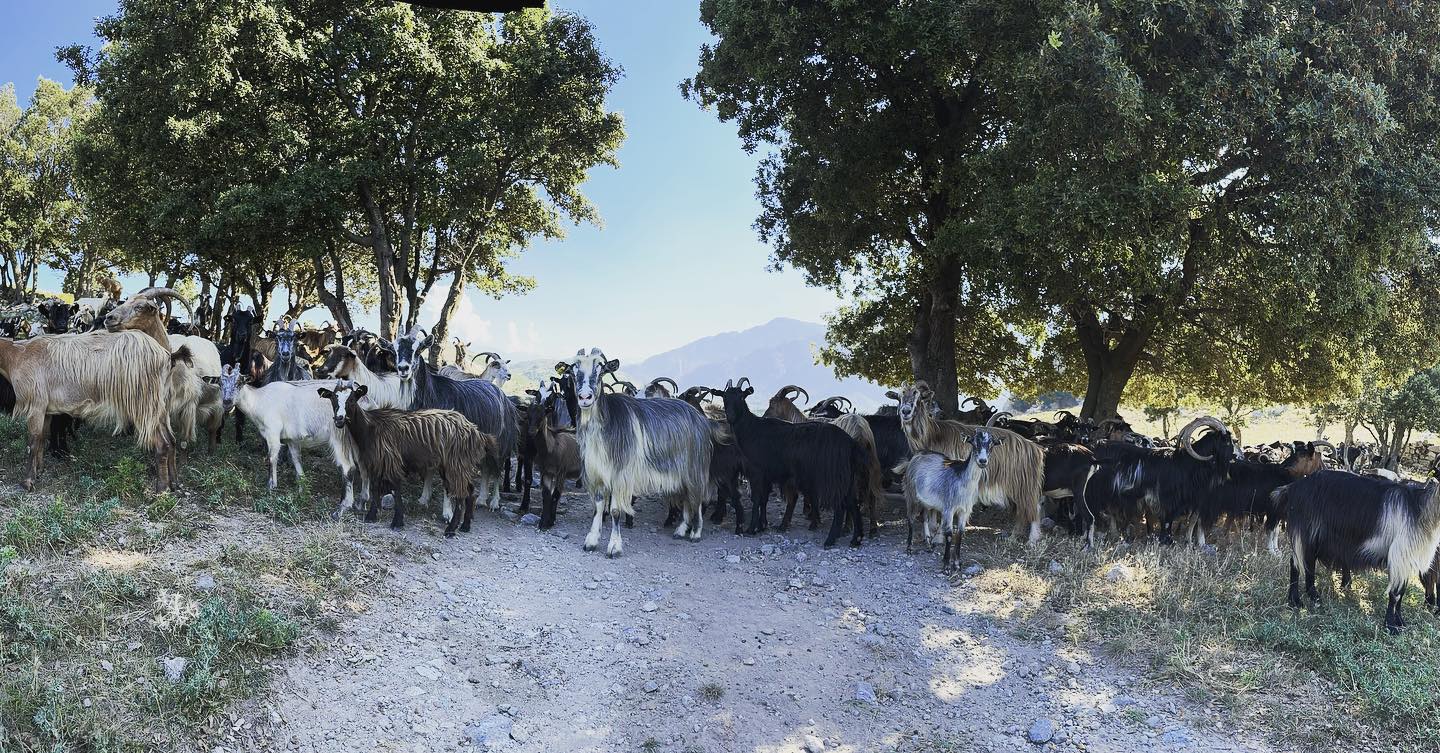  CHEVRES CORSES