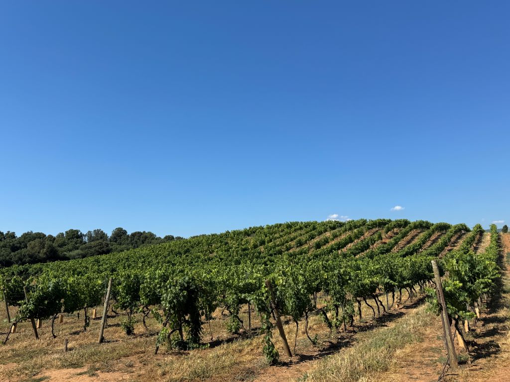  CLOS-LUCCIARDI-2025--31-