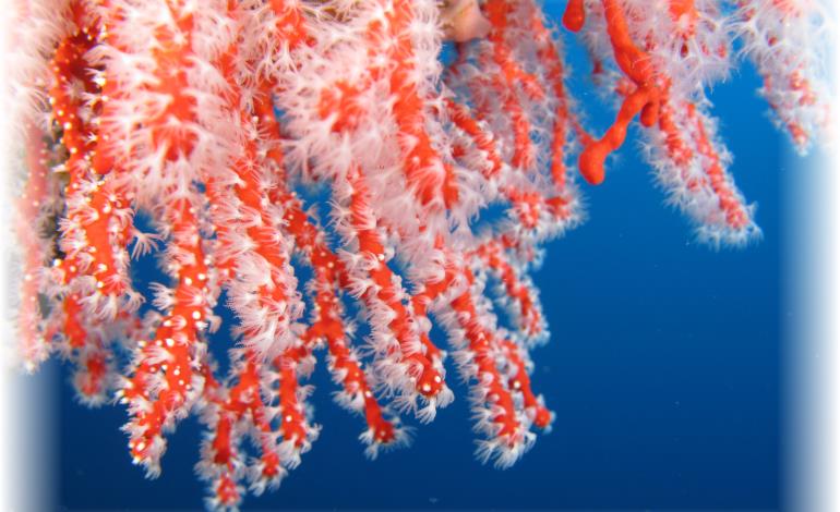 CORAIL NAUTICA 