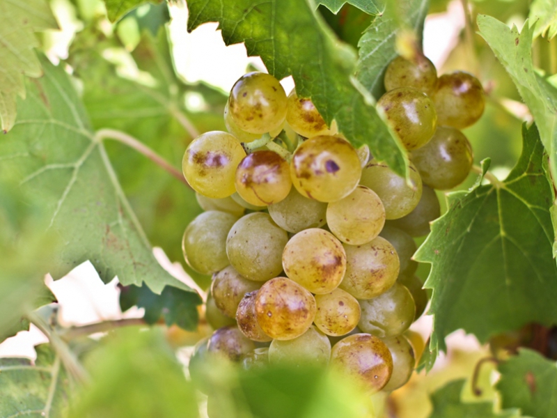  DOMAINE NOVELLA - OLETTA _5