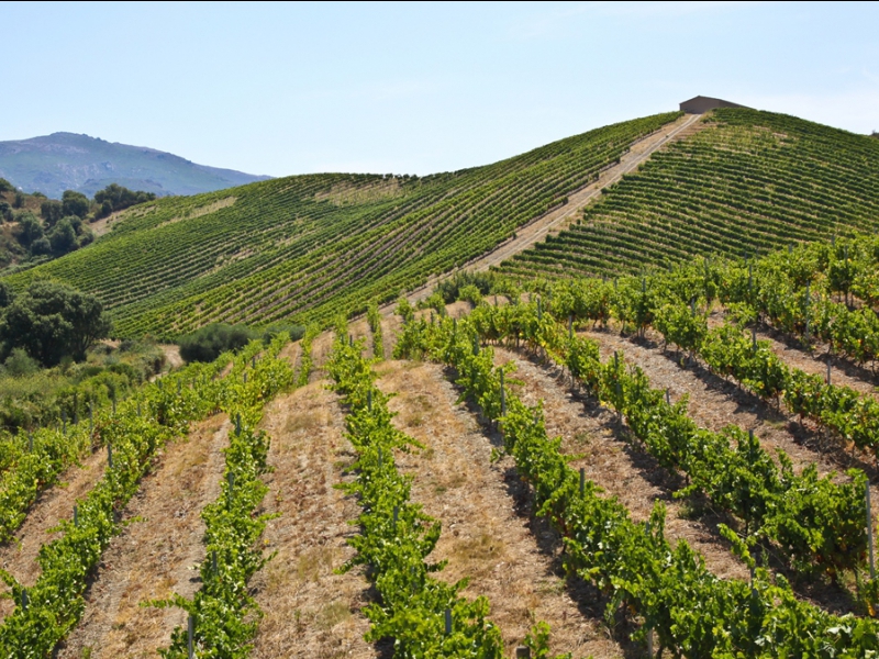  DOMAINE NOVELLA - OLETTA _6
