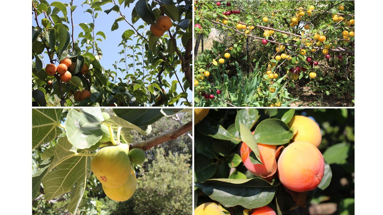  Fruits du verger