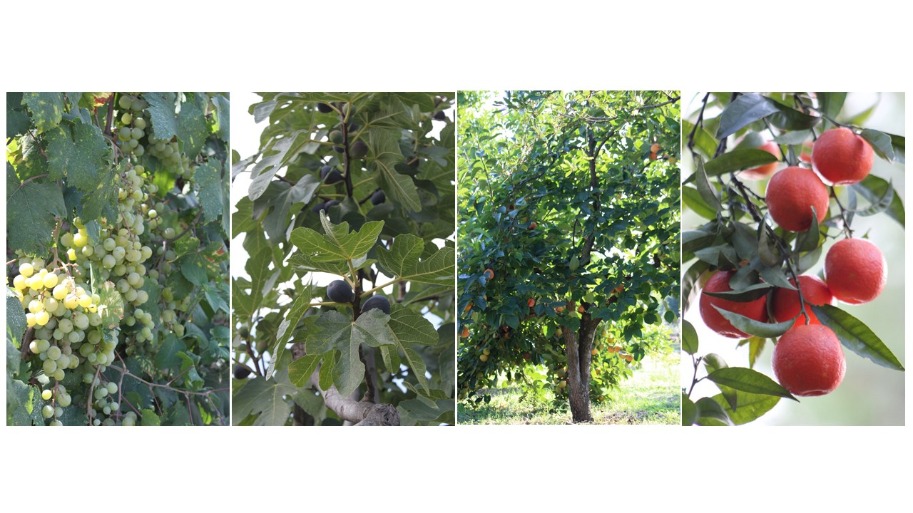  fruits du verger