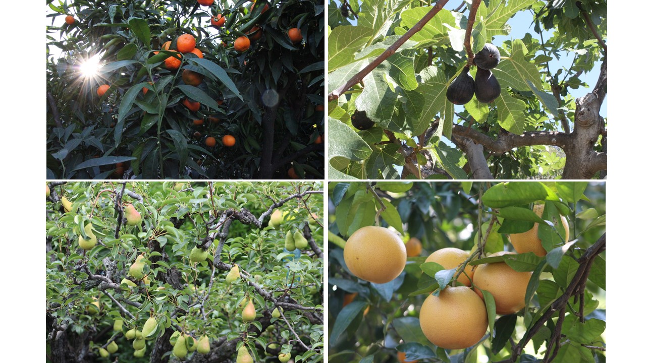  fruits du verger