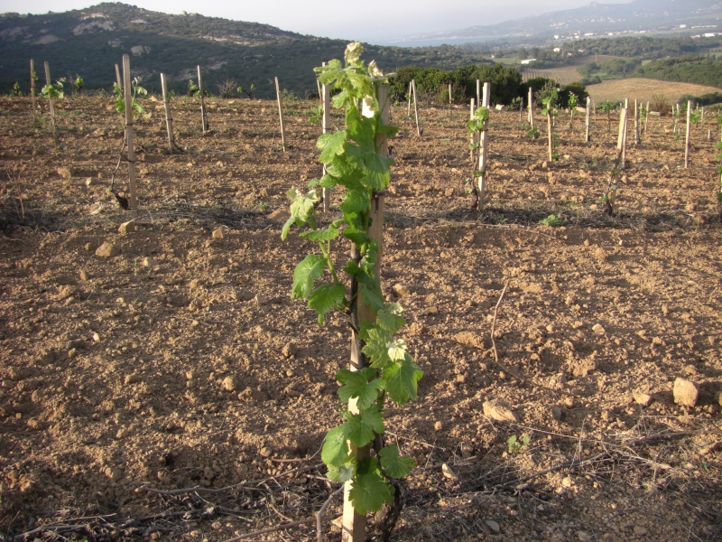  ENCLOS DES ANGES - CALVI_1