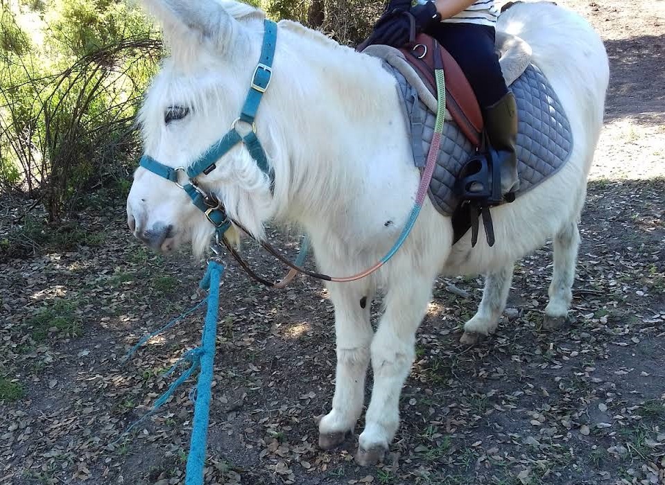  EQUI-LIBRU-2