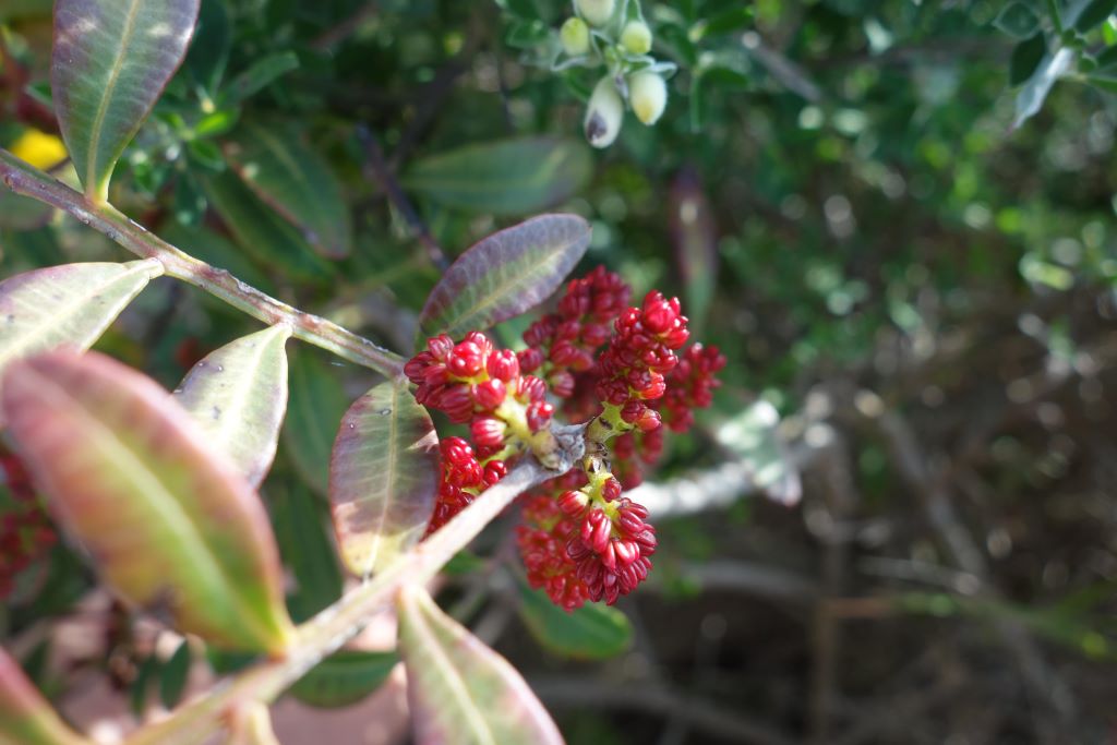  Espace-naturel-Capicciolu-OMTB-3