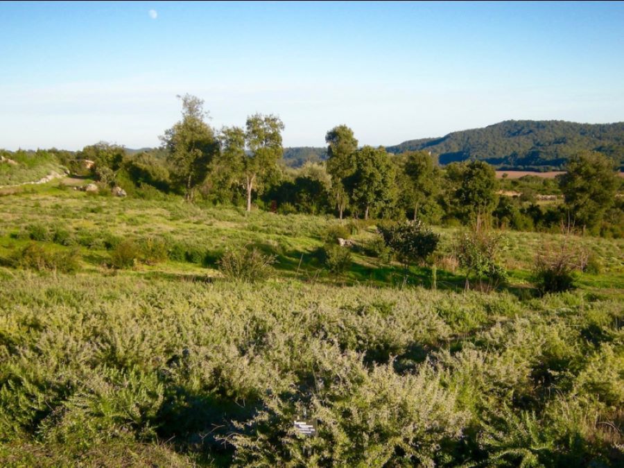  FERME-SORBELLE-ANTISANTI-3