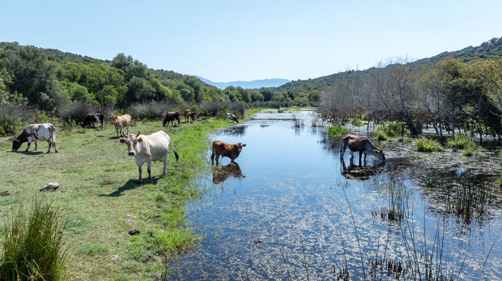  SALECCIA 4X4 EVASION