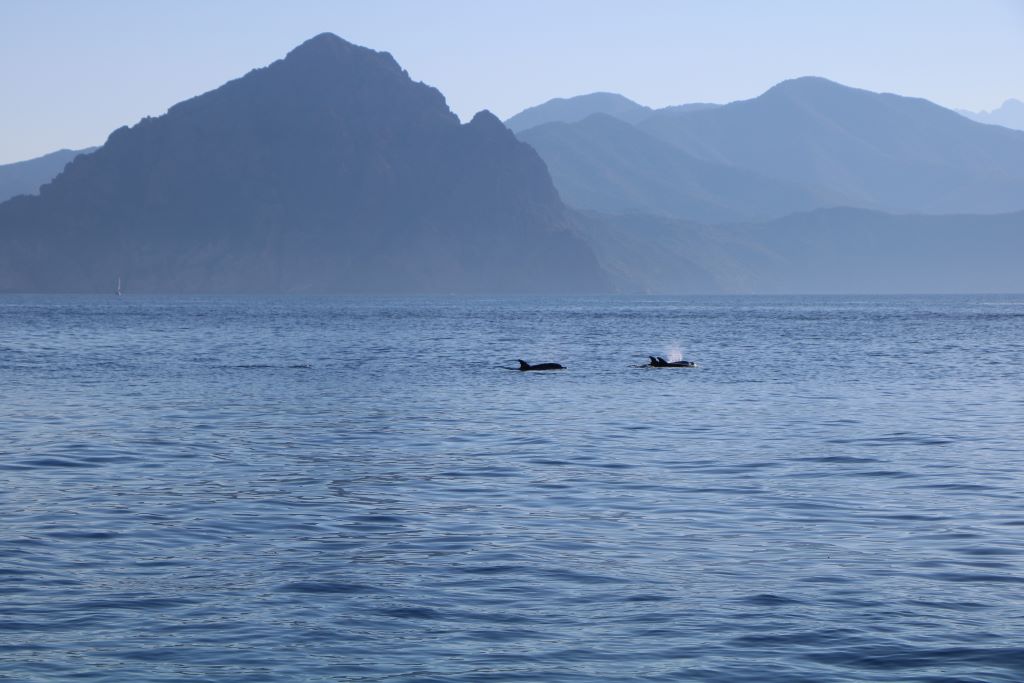   ALBELLU CROISIERES