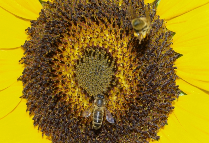  LES ABEILLES DU BERGER_1_1