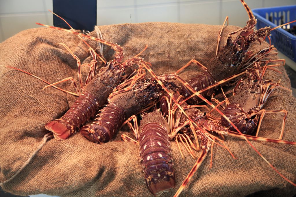  Langouste pêche locale_r © ATC SYLVAIN ALESSANDRI 11