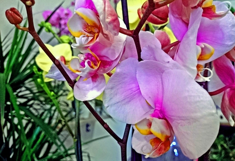  POEME DE FLEURS_2_2