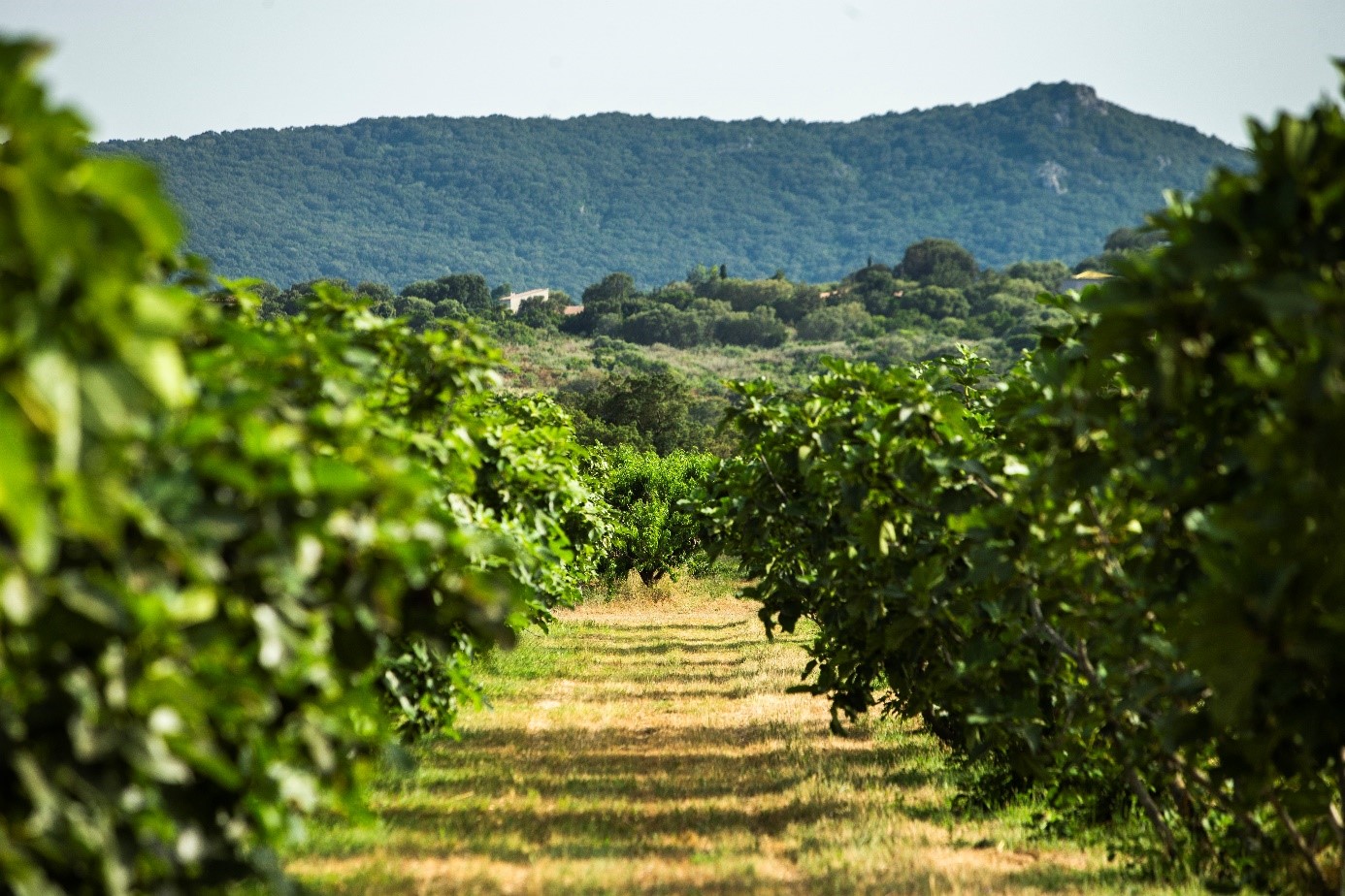  PROD Jardins de la Testa 2023 03