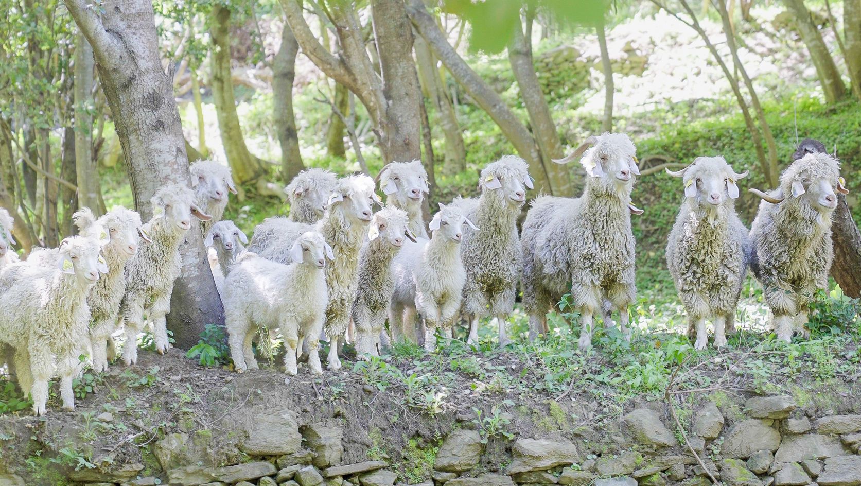 © Mohair du Cap