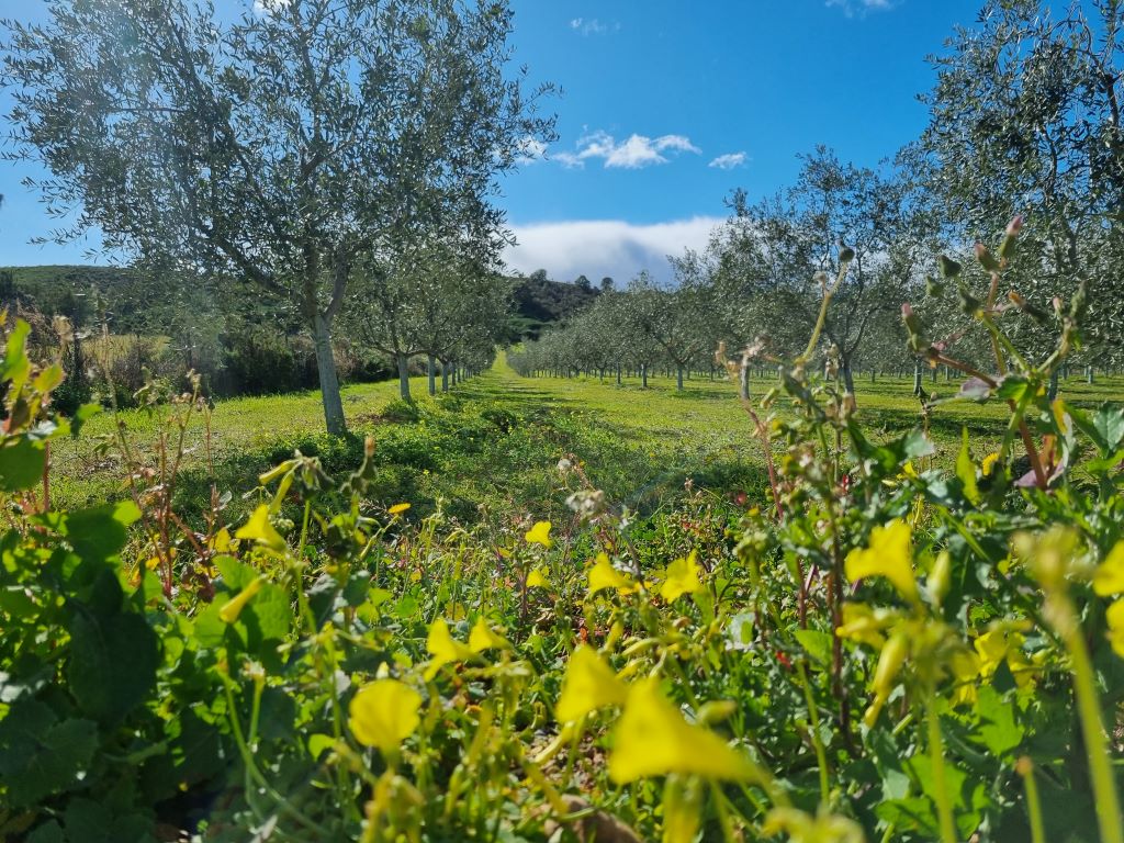  Photos-envoyees-par-Domaine-Petraghje-2022--5-