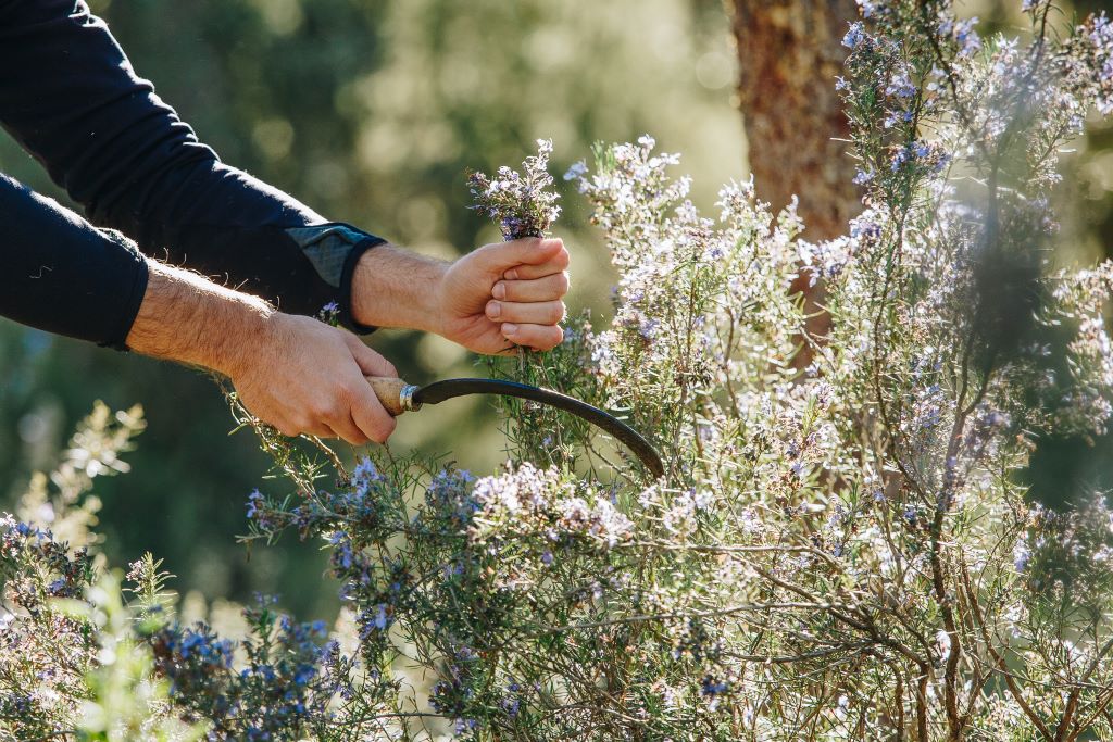  TESORUDIMACHJA-ROMARIN-20