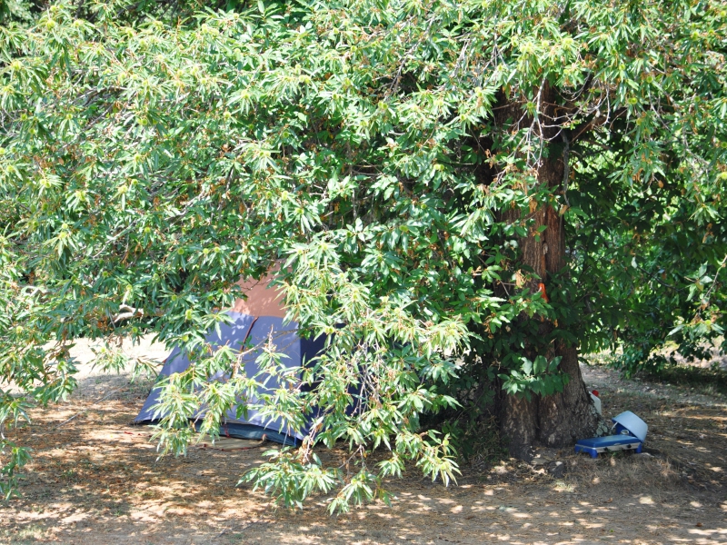  Tentes sous châtaigniers_5