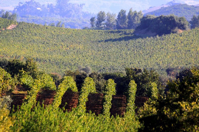  VIGNES PATRIMONIO