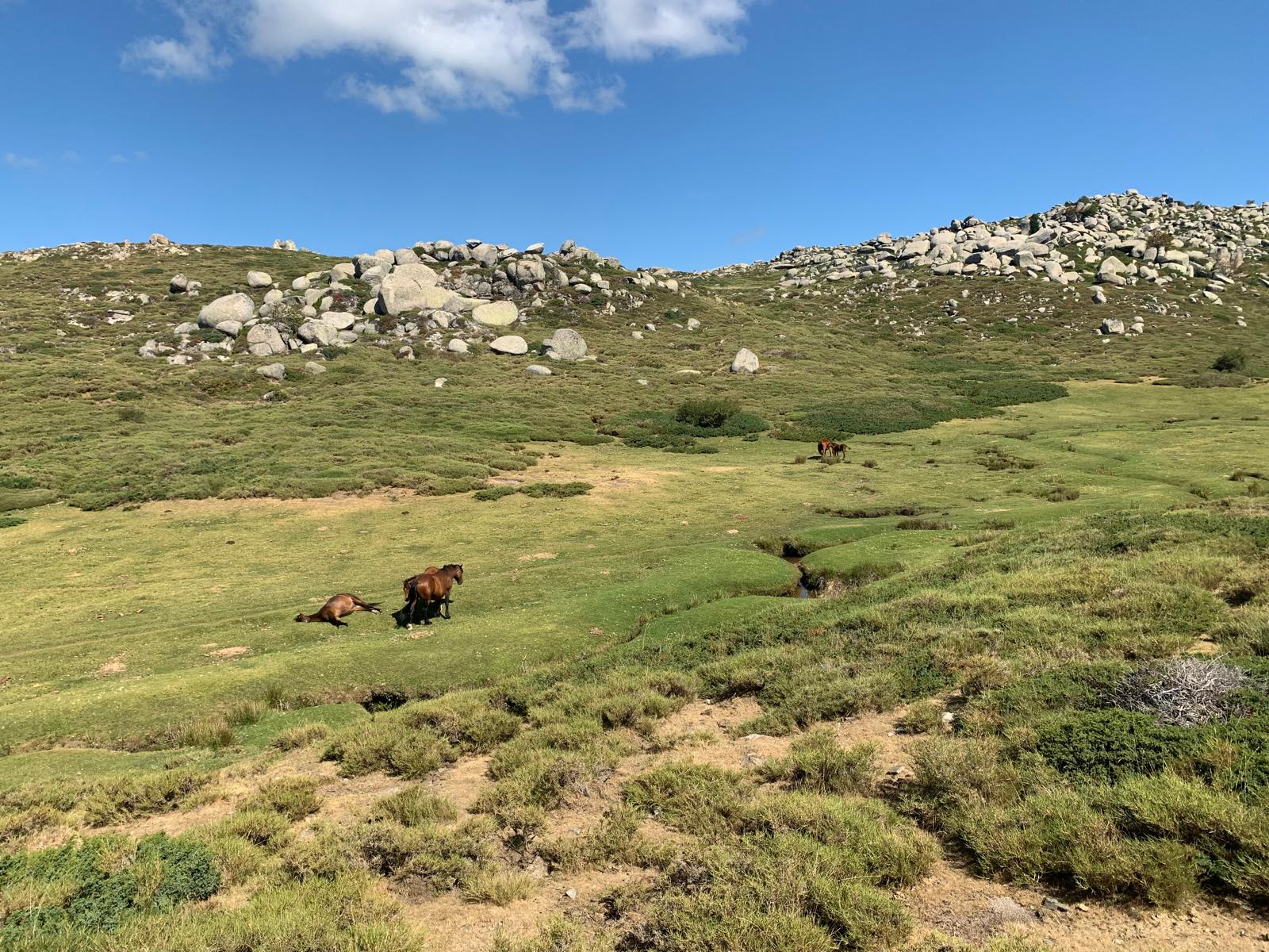  chevaux sauvages sur le plateau du Cuscione ©ATC O Leonetti