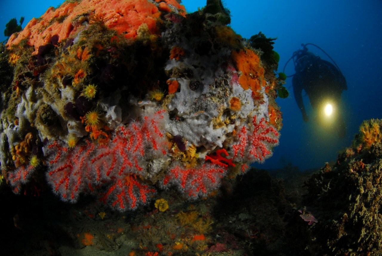  laboutiqueducorailleur-bonifacio-corse_corail rouge 1
