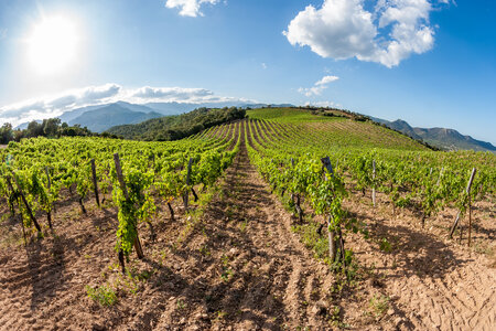  domaine-de-torraccia