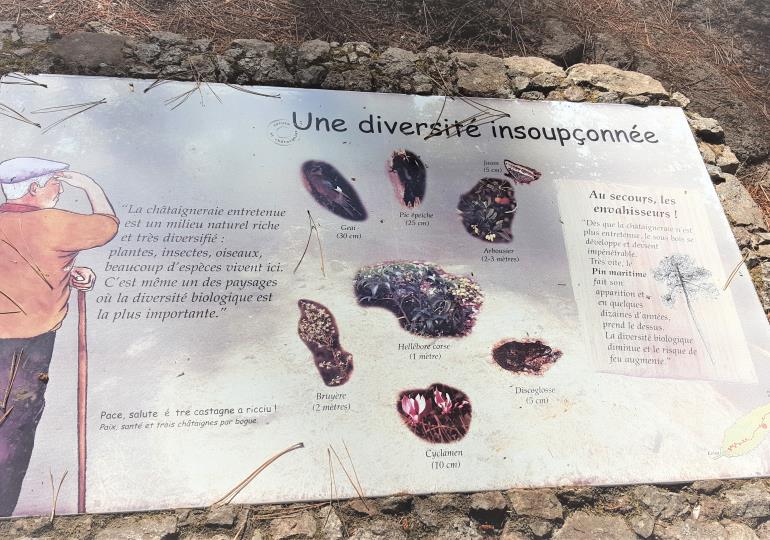Forêt d aitone sentier de la chataigneraie  
