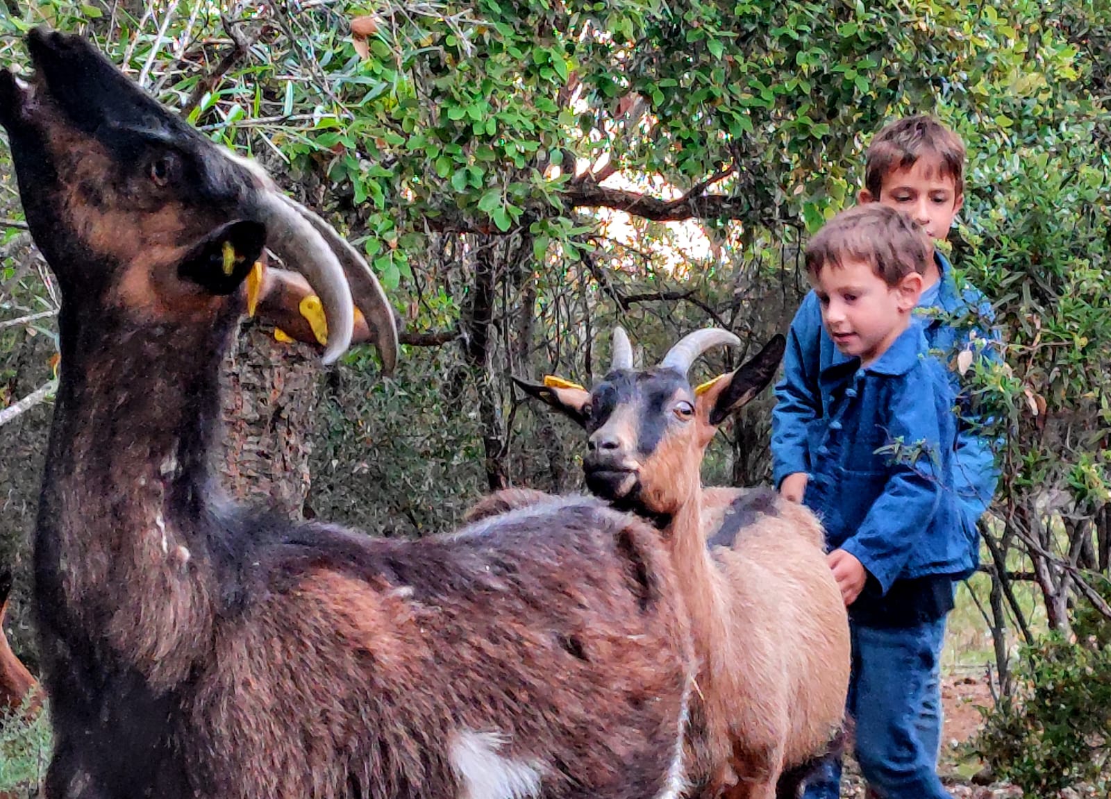  u casgile di rusti 5